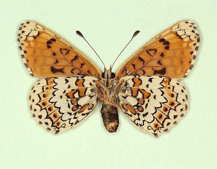 Melitaea cinxia female (aberrant form interligata, verso) (Internet Image property of respective owner, non-commercial use only)
